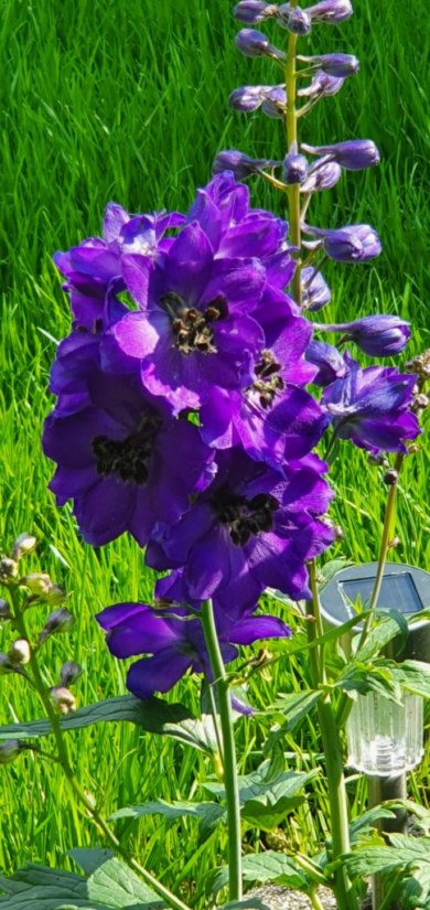 Blumen