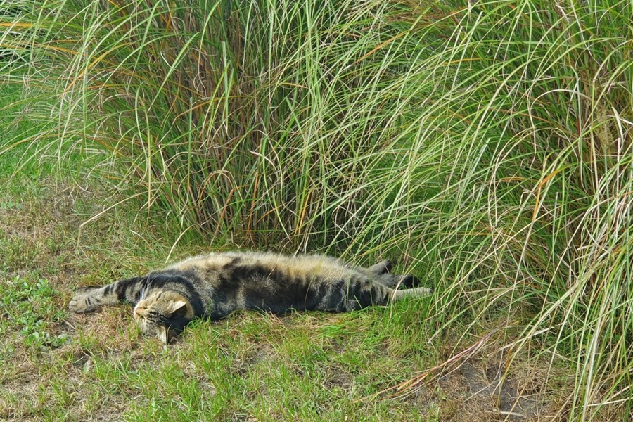 Tiere